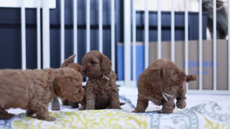 Little-of-Precious-and-Adorable-Newborn-Baby-Goldendoodle-Puppy-Dogs