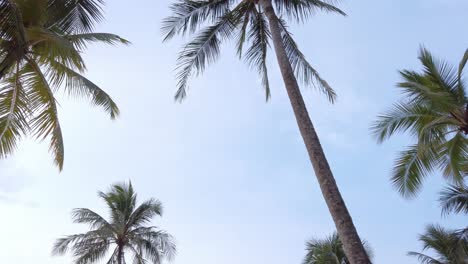 View-of-coconut-palm-trees-against-sky-near-beach-on-the-tropical-island-with-sunlight-through