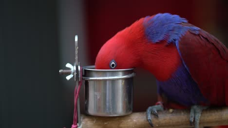 Close-up-shot-of-red-parrot-eating