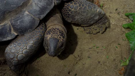 Nahaufnahme-Des-Kopfes-Der-Aldabra-Riesenschildkröte,-Echtzeitaufnahme-Mit-Kopierbereich