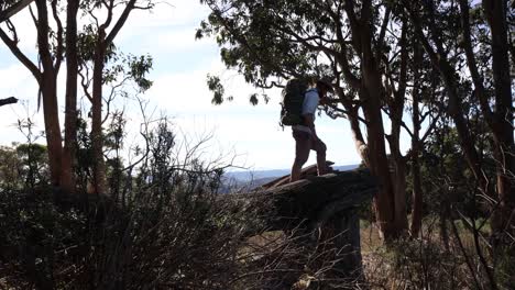 A-man-in-an-akubra-hat-and-pack-climbs-on-a-broken-tree-branch-in-the-high-country-of-Australia
