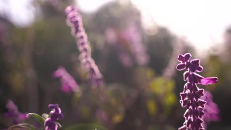 Eine-Handkameraaufnahme,-Die-Den-Fokus-Von-Violetten-Blumen-Im-Vordergrund-Auf-Violette-Blumen-Im-Hintergrund-Umschaltet