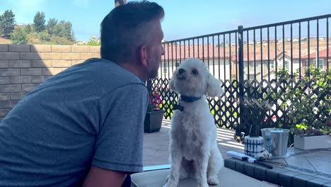 Ich-Perspektive-Eines-Kaukasischen-Mannes,-Der-Draußen-Mit-Einem-Weißen-Maltesischen-Hund-Spielt