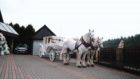 Weiße-Pferde-Mit-Weiß-goldener-Kutsche,-Die-Am-Hochzeitstag-Im-Hinterhof-Stehen