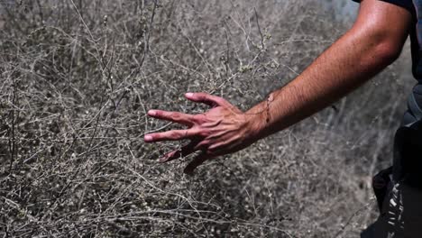 Close-up-slow-motion-of-hiker's-fingers-and-hand-going-through-and-skimming-branches-as-he-walks-along-a-desert-trail