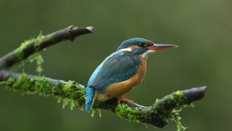 Very-close,-side-profile-of-a-beautiful-Kingfisher-bird-perched-on-a-moss-covered-branch