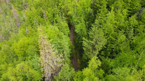 Overhead-view-through-break-in-forest-canopy-of-man-and-dog-walking-on-forest-trail