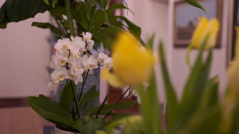 A-close-up-shot-that-switches-focus-from-yellow-tulips-in-the-foreground-to-white-orchids-in-the-background