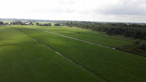 Typical-dutch-landscape-from-the-sky,-drone-footage-of-the-Dutch-meadow