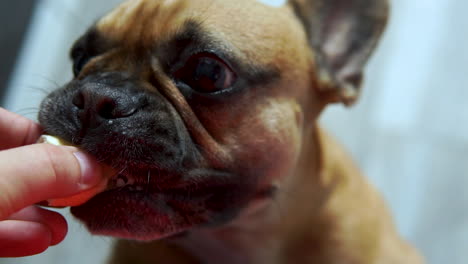 Close-up-of-French-Bulldog-eating-treat-snack-from-human-hand