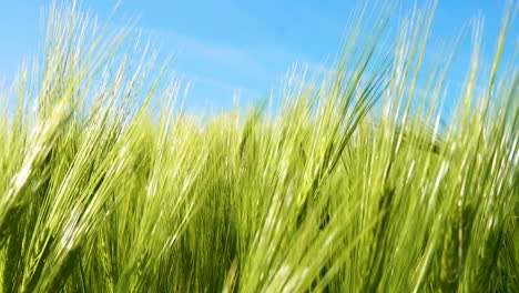 Close-up-of-green-grains-moving-steadily-with-wind-in-large-fields-of-barley-on-bright-day