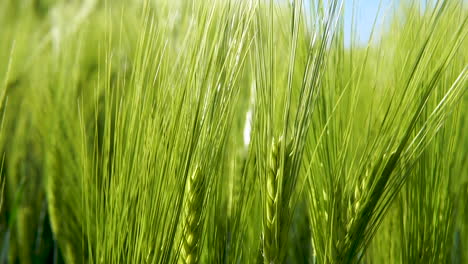 Close-up-of-green-grains-moving-steadily-with-wind-in-large-fields-of-barley-on-bright-day