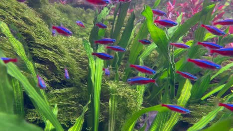 School-of-Neon-Tetra-fishes-in-an-aquarium-with-green-leaves