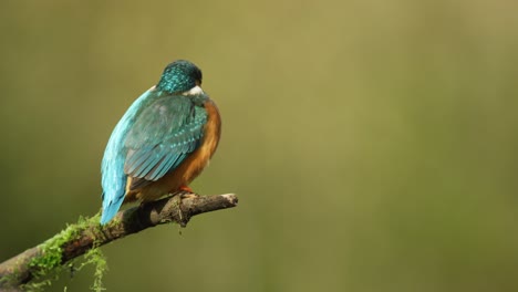 Very-close,-side-profile-of-a-Kingfisher-bird-perched-at-the-end-of-a-tree-branch