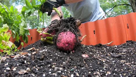 Neue-Rote-Kartoffeln-Ernten-Hochbeet-Garten