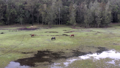 Aerial:-Drone-flying-around-three-horses-grazing-in-a-flooded-field