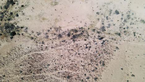 Top-down-drone-zoom-out-shot-of-hiker-in-the-desert-walking-along-a-track