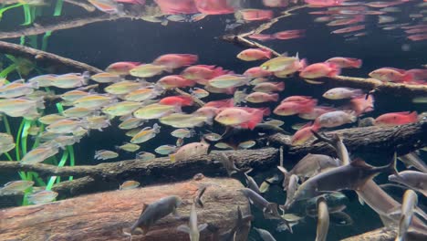 Bunte-Fische-Schwimmen-In-Einem-Aquarium