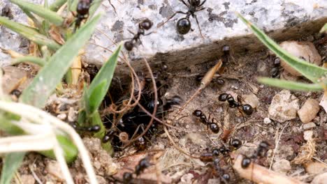 Ameisen-Betreten-Ihr-Nest-Durch-Ein-Loch-Im-Boden,-Makroaufnahme