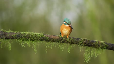 Close-up-of-a-Kingfisher-bird-sitting-on-a-moss-covered-tree-branch