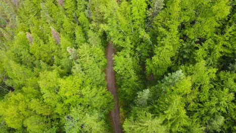 Overhead-view-through-break-in-forest-canopy-of-man-and-dog-running-on-forest-trail
