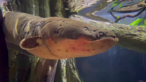 Big-electric-eel-in-an-aquarium