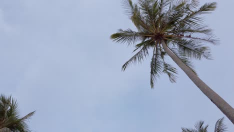 View-of-coconut-palm-trees-against-sky-near-beach-on-the-tropical-island-with-sunlight-through