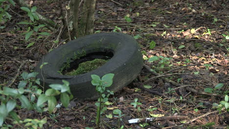 A-truck-tire-discarded-like-garbage-in-a-forest-park