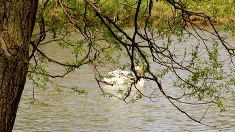 Closeup-of-tree,-with-swan-gracefully-swimming-in-the-background