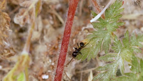 Very-close-view-of-a-black-ant-alone-on-a-flower-stem