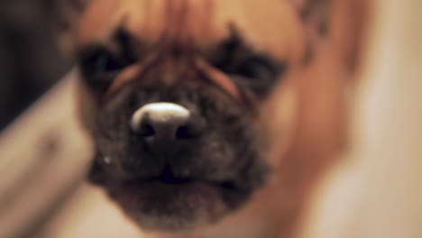 Nahaufnahme-Der-Französischen-Bulldogge,-Die-Wiederholt-Ihre-Lange-Zunge-Herausstreckt-Und-Sich-Die-Nase-Leckt