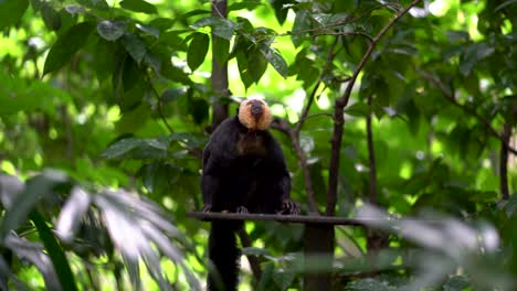 White-faced-saki-on-a-tree,-a-species-of-the-New-World-saki-monkey