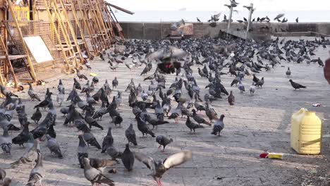 Pigeons-Get-Together-in-Mumbai
