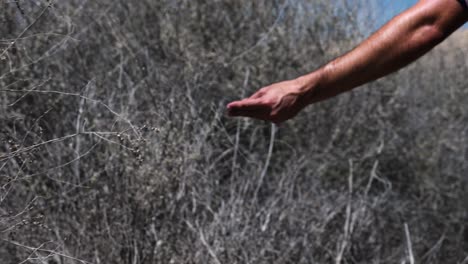 Close-up-slow-motion-of-hiker's-fingers-and-hand-twisting-in-front-of-branches-as-he-walks-along-a-desert-trail