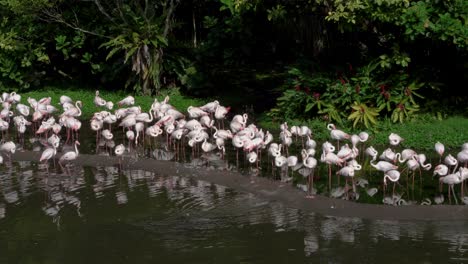 Flamboyance-of-great-flamingos-in-a-lake