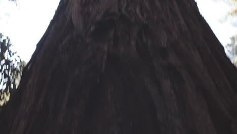Camera-starts-at-the-base-of-a-very-tall-Redwood-tree-and-tilts-up-to-the-sky