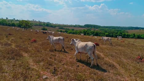 Low-flying-drone-shot-flying-next-to-a-herd-of-cattle-in-an-open-dry-field