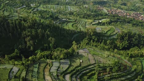 Luftaufnahme-Von-Gemüse--Und-Teeplantagen-In-Zentral-Java,-Indonesien,-Wo-Dichte-Bäume-Zu-Sehen-Sind