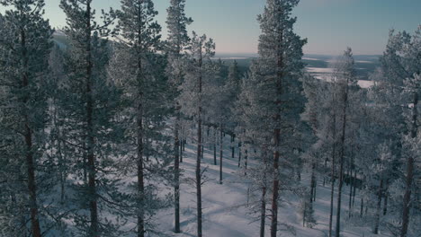 Stunning-cinematic-rising-aerial-shot-between-pines-on-Levi-mountain,-Finland