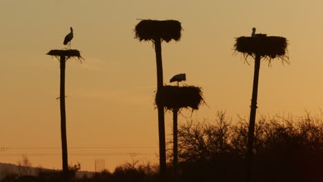 Beautiful-dusk-shot-of-storks-on-their-nests,-contemplating-life