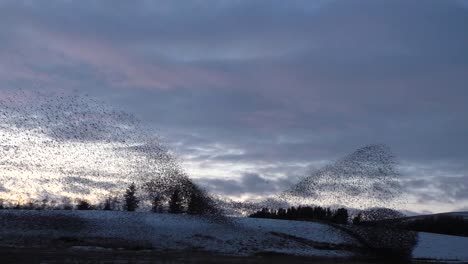 Starling-murmurations-with-against-the-evening-sky-at-Tarn-sike-nature-reserve-Cumbria-UK