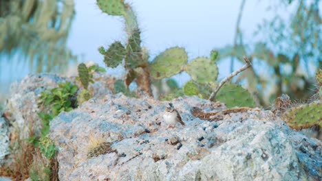 Rufous-collared-sparrow-sitting-on-rock-in-blurry-cactus-landscape