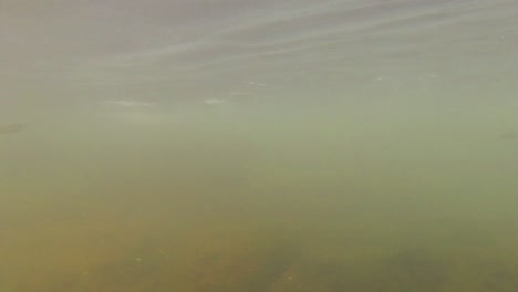 Unterwasseraufnahmen-Mit-GoPro-Von-Einem-Kleinen-Fluss-In-Indien
