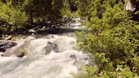 A-swift-mountain-stream-flowing-through-a-lush,-green-forest-in-Washington-State