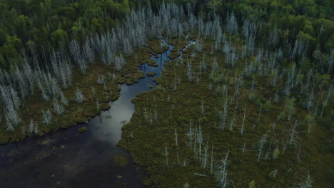 Aerial-view-of-the-end-of-a-beautiful-pond-in-the-middle-of-a-very-dense-forest