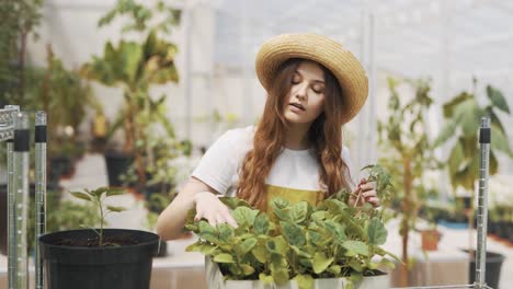 A-young-girl-in-a-hat-waters-the-plants-with-a-sprayer