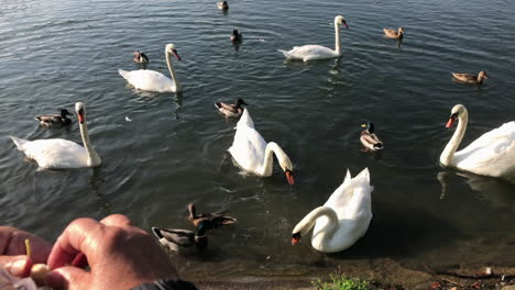 Feeding-ducks-and-swans-personal-Perspective