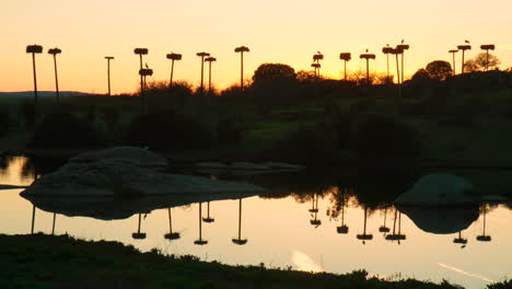 Wide-shot-of-storks,-their-nests-and-reflections-in-a-lake