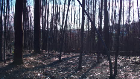 Filmische-Kamerafahrt-Durch-Einen-Verbrannten-Wald-In-Nahaufnahme