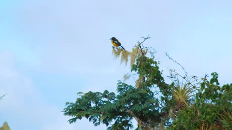 Venezuelan-troupial-bird-perched-high-in-tree-in-Curacao,-Netherlands-Antilles